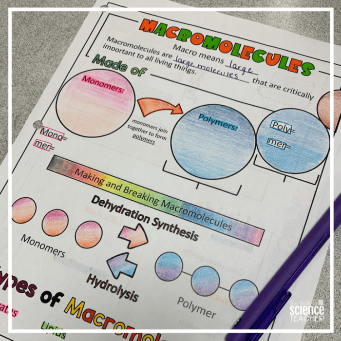 The trendy science teacher macromolecules