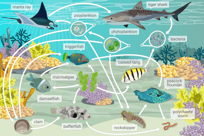 Which of the images below depicts a healthy reef ecosystem