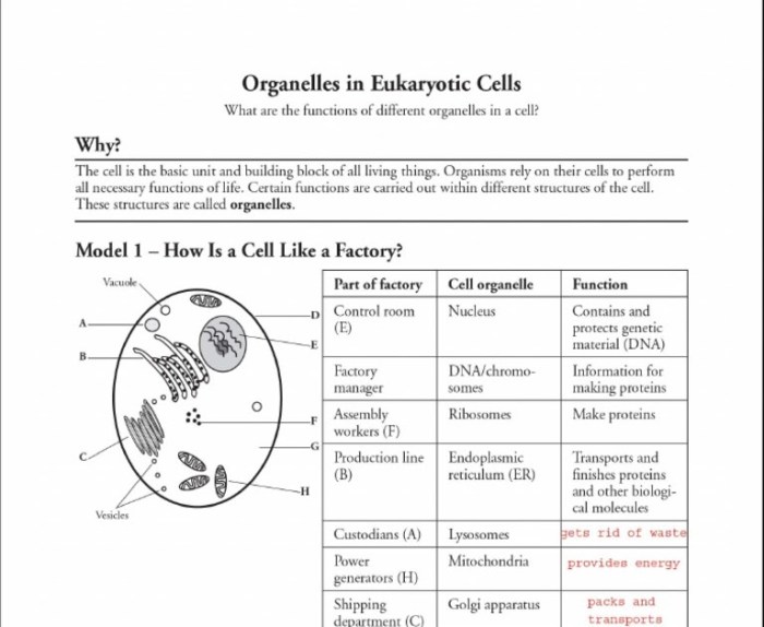 Organelles in eukaryotic cells pogil answer key