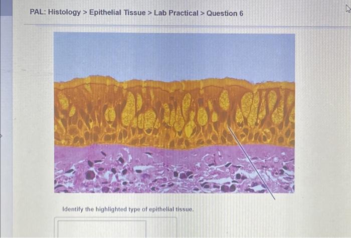 Pal histology epithelial tissue lab practical question 2