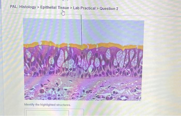 Pal histology epithelial tissue lab practical question 2