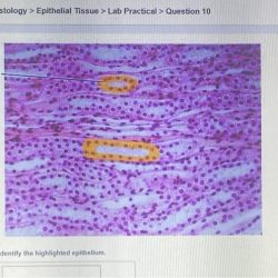 Tissue epithelial highlighted histology practical