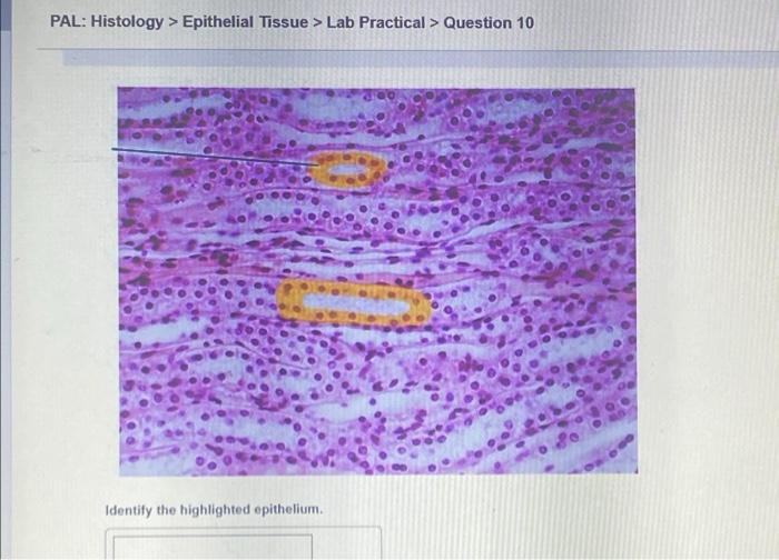 Tissue epithelial highlighted histology practical