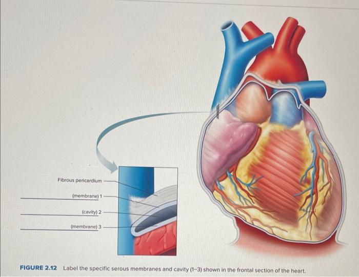 Label the specific serous membranes and cavity of the heart