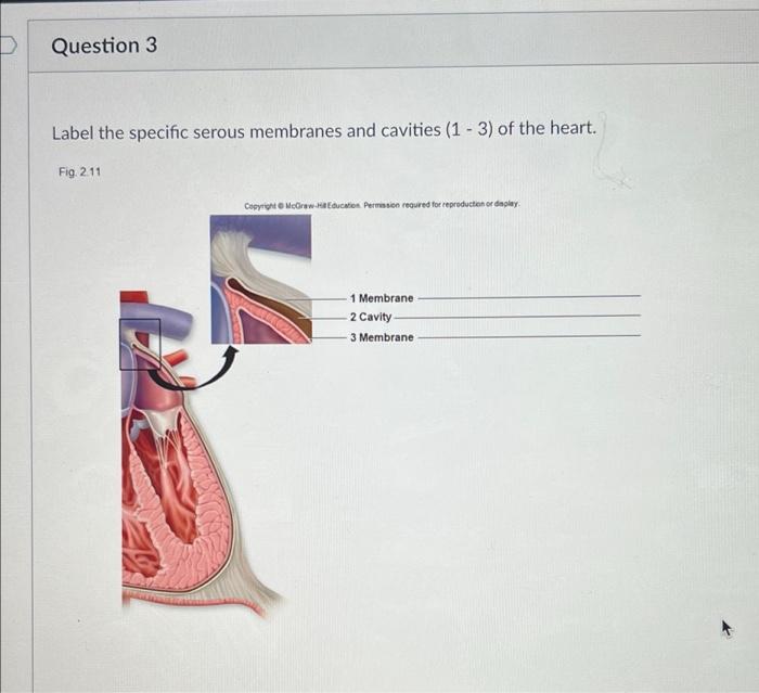 Serous membranes membrane parietal layer flashcards study labeled identify visceral