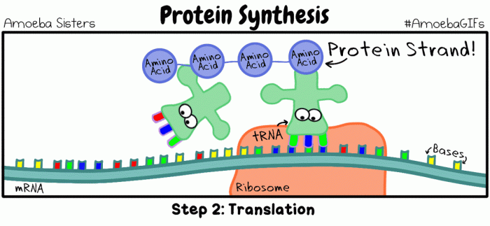 Amoeba sisters how to read a codon chart answer key