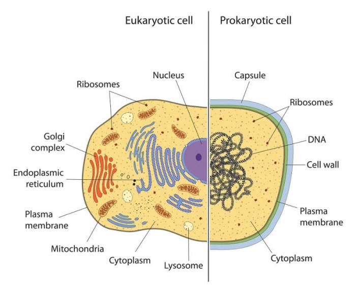 Organelles in eukaryotic cells pogil answer key