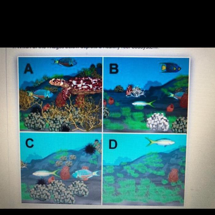 Which of the images below depicts a healthy reef ecosystem