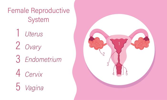 Internal organs of the male reproductive system midsagittal section