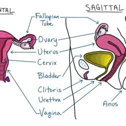 Reproductive female system internal parts organs anatomy chart flow women fertility do invitra