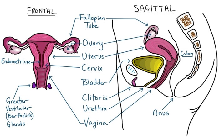 Reproductive female system internal parts organs anatomy chart flow women fertility do invitra