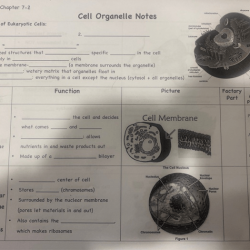 Organelles in eukaryotic cells pogil answer key