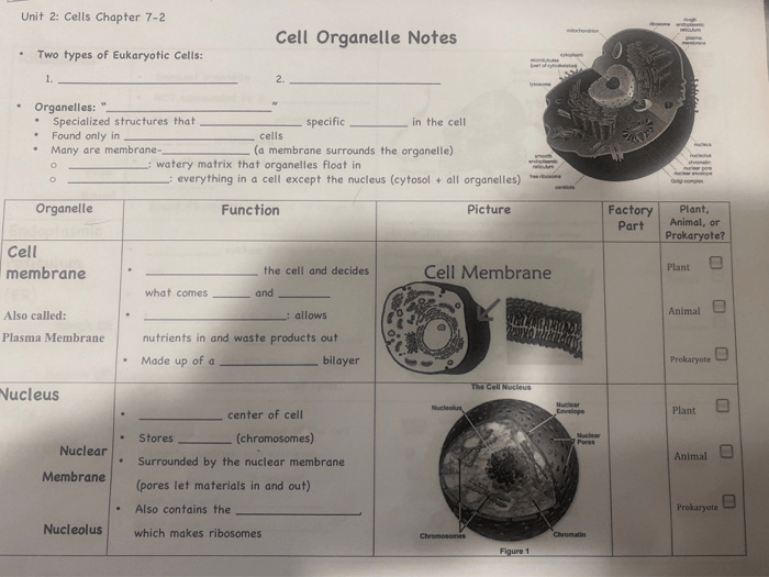 Organelles in eukaryotic cells pogil answer key