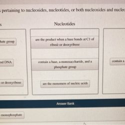 Classify the descriptions as pertaining to nucleosides