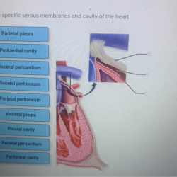 Serous membranes cavity directional correct match pericardium pleura