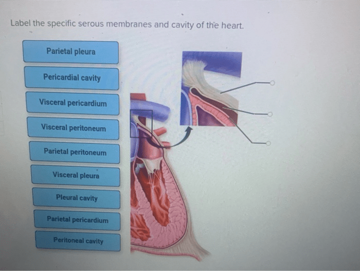 Serous membranes cavity directional correct match pericardium pleura