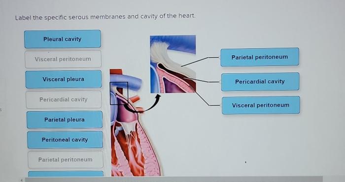 Label the specific serous membranes and cavity of the heart