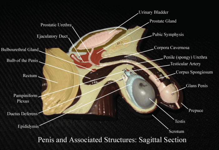 Internal organs of the male reproductive system midsagittal section