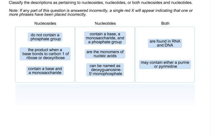 Nucleosides nucleotides classify pertaining descriptions both hero course